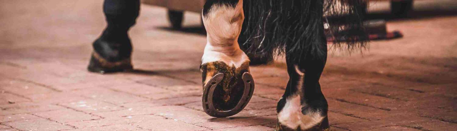 EMS Cushings & Laminitis in horses
