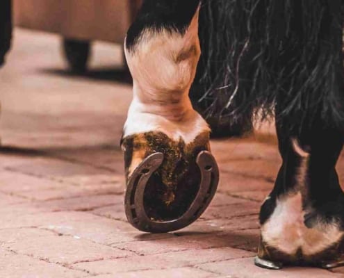 EMS Cushings & Laminitis in horses