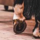 Hoof Health 3 EMS Cushings & Laminitis in horses