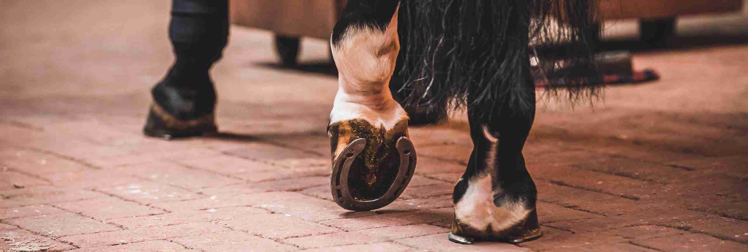 Hoof Health 1 hoof wide low