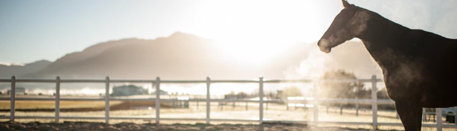 Equine Coughing