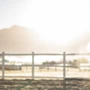 horse-cough hourse_cough Equine Coughing