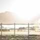 Debunking The Equine Cough 3 hourse_cough Equine Coughing