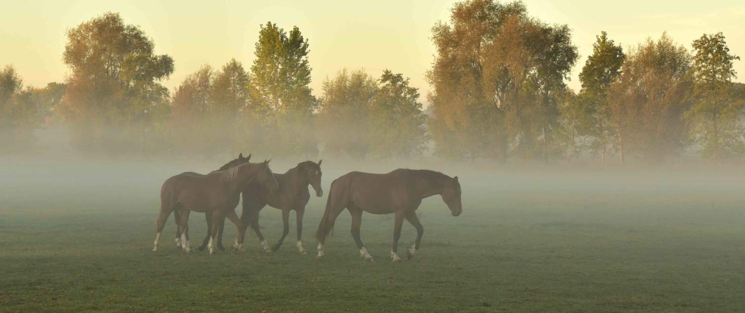 Equine Respiratory Part IV: Surgical Conditions 1 horse respiratory wide