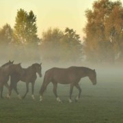 horse_respiratory_wide horse respiratory wide