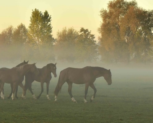 horse respiratory wide