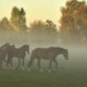 horse respiratory wide