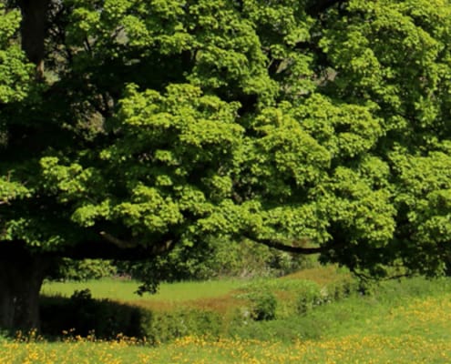 sycarmore wide