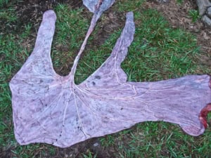 EquinePlacenta