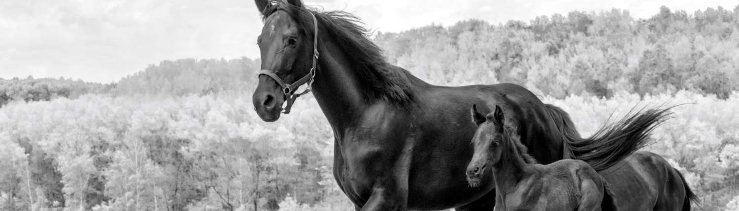 Broodmare Nutrition 1 horse mare foal breeding BlackWhite wide