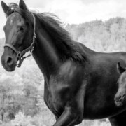 horse mare foal breeding BlackWhite_wide EquineNutritionForBroodmares