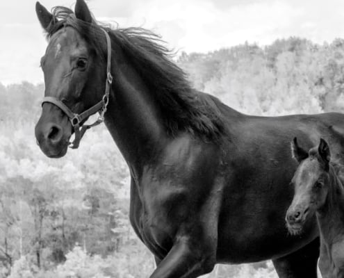 EquineNutritionForBroodmares