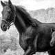 Broodmare Nutrition 7 EquineNutritionForBroodmares