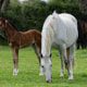 Maximising Success: A Guide to Pre-breeding Care for Your Broodmare 1 AU1I6598