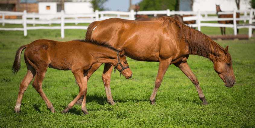 Maximising Success: A Guide to Pre-breeding Care for Your Broodmare 1 Screenshot 2024 02 28 143443