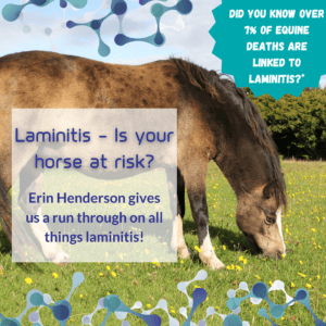 Laminitis for horses - symptoms
