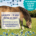 Laminitis for horses - symptoms