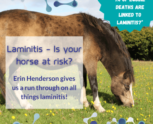 Laminitis for horses - symptoms