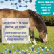 Laminitis for horses - symptoms