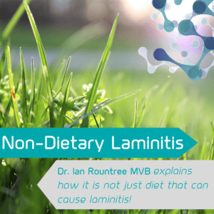 non dietary laminitis in horses