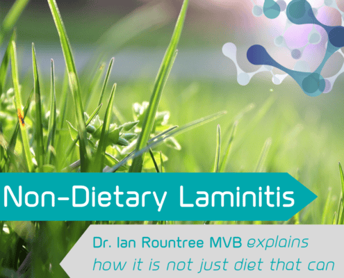 non dietary laminitis in horses