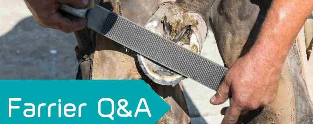 Farrier Farrier helping to treat laminitis