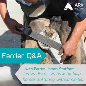 Farrier helping to treat laminitis