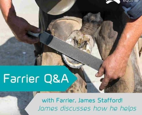 Farrier helping to treat laminitis
