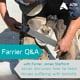 Exploring Laminitis with an Expert Farrier 2 Farrier helping to treat laminitis
