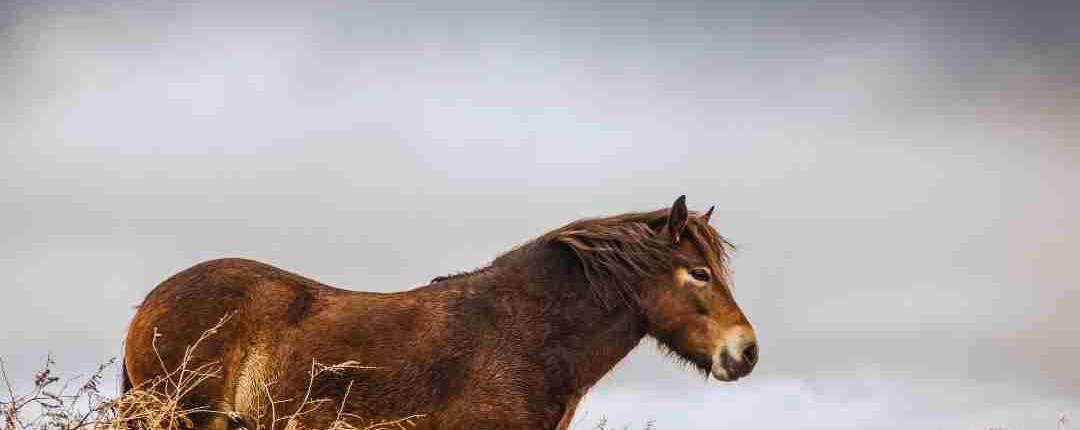 Long-term management of laminitis Long-term management of laminitis