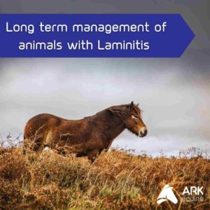 Long-term management of laminitis