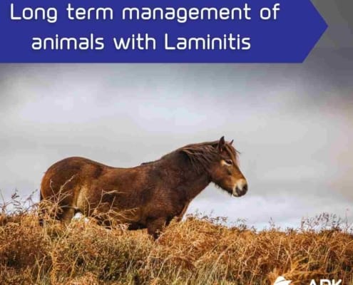 Long-term management of laminitis