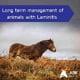 Long-Term Management of Laminitis 2 Long-term management of laminitis