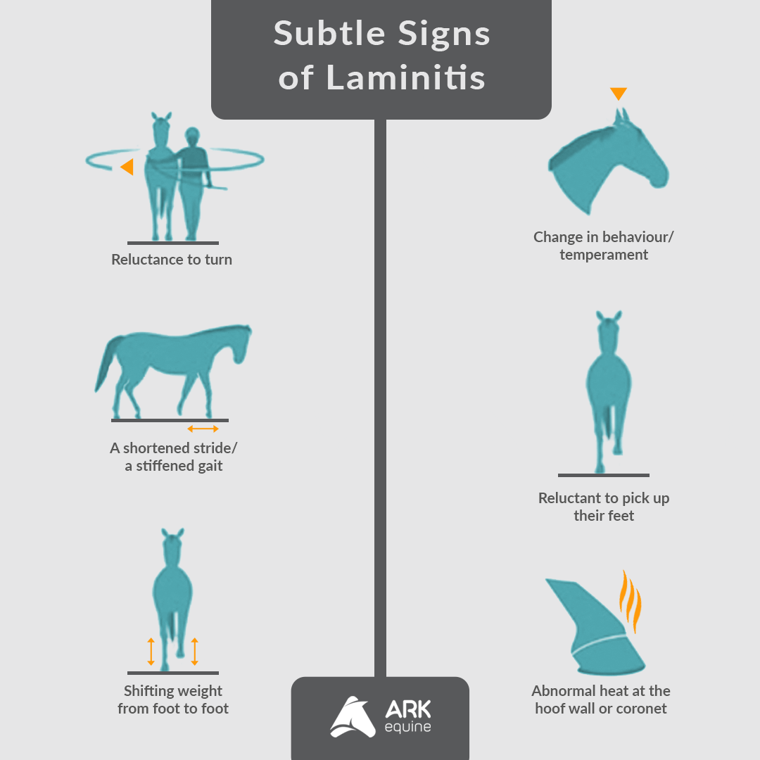 Subtle Signs of Laminitis