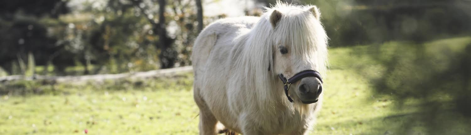 Crosulin: A Targeted Approach to Laminitis Management 1 Crosulin_Targetted Approach To Laminitis Management