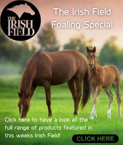 Web Banner (425 x 500 px)-the irish field copy Web Banner 425 x 500 px the irish field copy