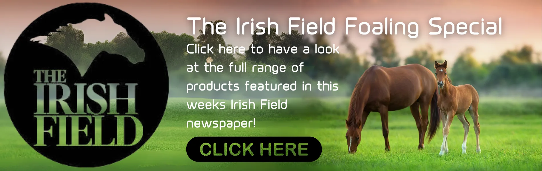 Web Banner- irish field copy Web Banner irish field copy