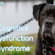 Cognitive Dysfunction Syndrome: Understanding Brain Aging in Dogs and Cats 11 Picture1 e1757068246200