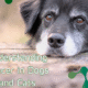 An Owner’s Guide to Understanding Cancer in Dogs & Cats 2 Screenshot 2025 09 05 143158